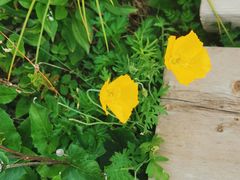 -白草畔自然风景区