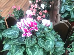 点击看大图 -德媛医疗美容