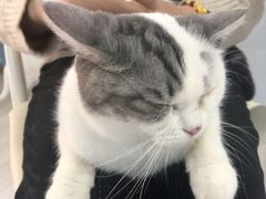 -喵的天空名猫咖啡馆·撸猫·猫舍·用品