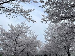 -上海辰山植物园