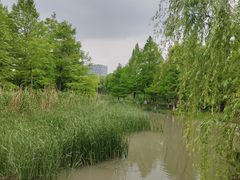 -九科绿洲