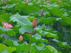 -湖畔居茶楼(湖滨店)