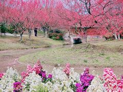 -花开海上生态园