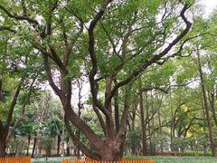 -徐家汇源景区-衡山公园