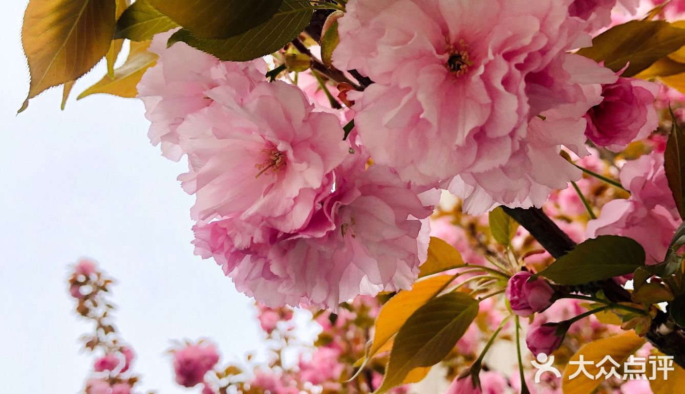 春天的颜色 | 海棠花开