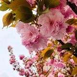 春天的颜色 | 海棠花开