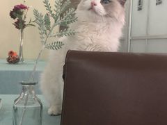 -鼓捣猫呢主题猫咖店