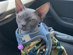 -瑞派·关忠动物医院·猫专科·犬专科(三环新城店)