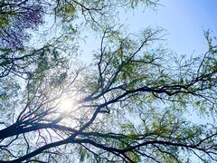 -上海共青森林公园