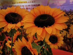 -英皇电影城(英皇集团中心IMAX店)