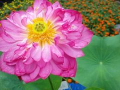 -莫愁湖公园