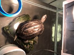 -灵龟之家百象馆(百象馆联合旗舰店)