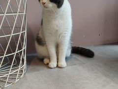 -猫儿山۰猫主题餐厅