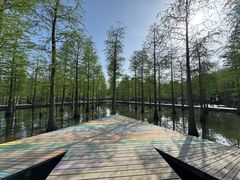 -泗洪洪泽湖湿地景区
