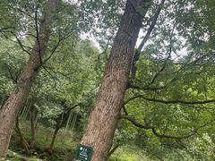 -东明山森林公园