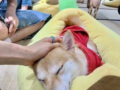 -逗柴咖啡屋·狗咖猫咖宠物桌游