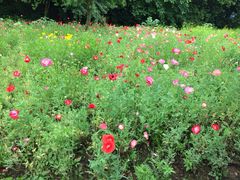 iphone_upload_pic-西湖风景区-江洋畈生态公园