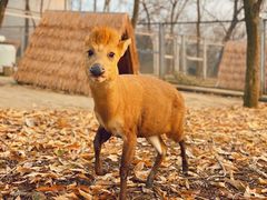 -合肥野生动物园