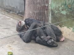 -石家庄市动物园