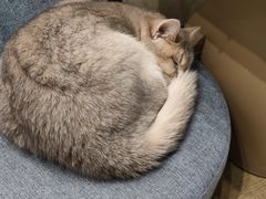 -逗柴咖啡屋·狗咖猫咖宠物桌游