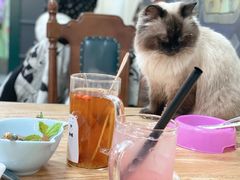 -猫小院猫主题餐厅(南锣旗舰店)