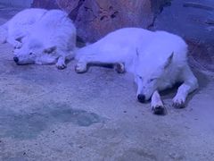 -芜湖新华联大白鲸海洋公园