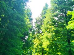 -溱湖国家湿地公园