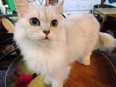 -李小姐の猫咖啡馆(五角场店)