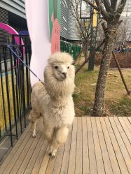 -萌宠亲子动物乐园(槐房万达店)