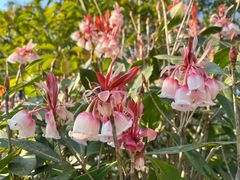 -梧桐山风景名胜区