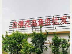 -白佛花鸟鱼虫批发市场小型宠物交易(东区)