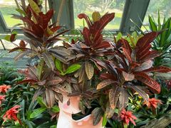 -北京植物园-展览温室