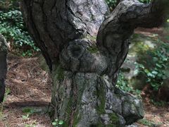 -沂蒙山旅游区云蒙景区(蒙山国家森林公园)