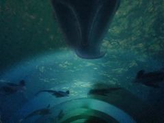 -贝壳梦幻世界