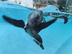 -帝企鹅自助餐厅•儿童岛•真企鹅(长隆企鹅酒店)