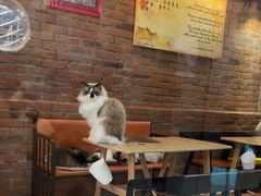 -豆逗聊愈猫阁Easy Life