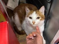 -老北京涮羊肉(航东路店)