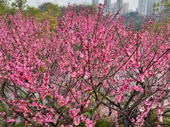 -重庆彩云湖湿地公园