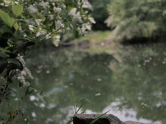 -龙坞茶村