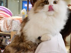 -momokira米努特·德文卷毛猫·棉花面纱犬