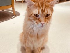 -藏猫猫咖啡主题馆(中央大道店)