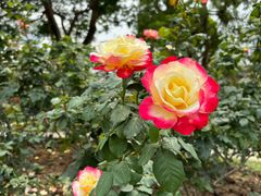 -人民公园(罗湖区)