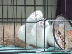 -瑞鹏宠物医院·骨科·猫科·内科(第一中心)