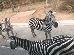 -清迈夜间动物园