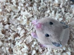 -怪兽屋·羊驼·猫咖·狗咖(俊华广场店)