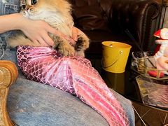 -猫大福·Fortune Cat猫舍(百子湾店)