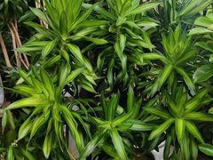 -北国之春国宴(乌兰察布店)