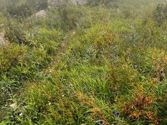 -白草畔自然风景区