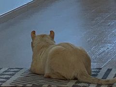 -猫腻·猫咖·撸猫馆(星光大道店)