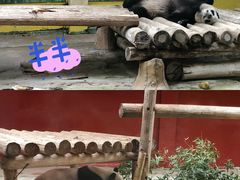 -杭州野生动物世界